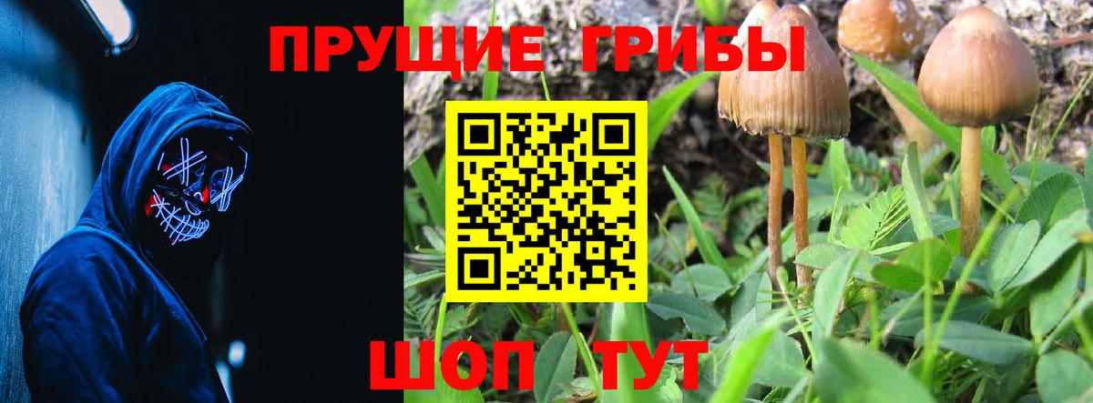 Псилоцибиновые грибы мицелий Сальск